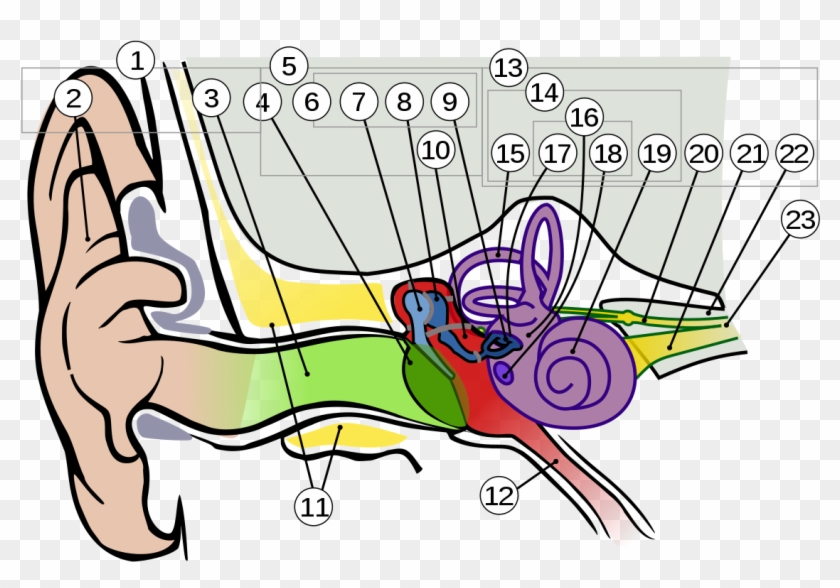 Anatomy Of The Human Ear 1 Intl - Hearing And Balance Diagram #544571