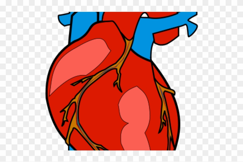 Human Heart Clipart - Human Heart Clipart #94677