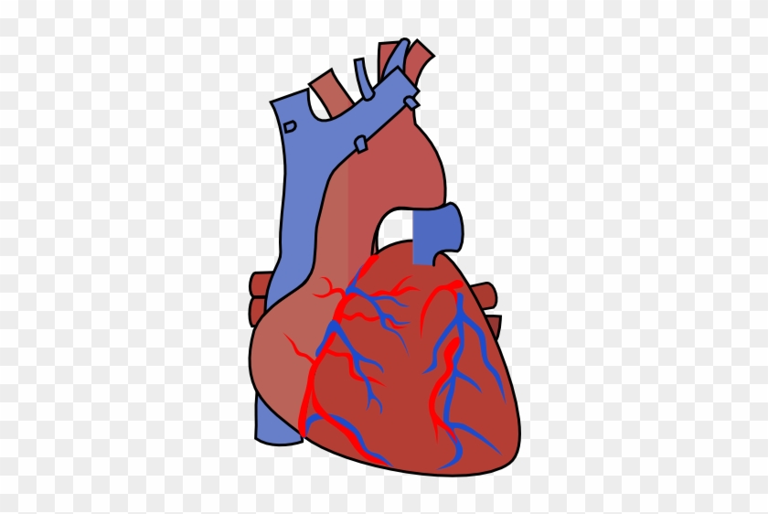 Heart Diagram Vein Clip Art - Vein Clipart #94682