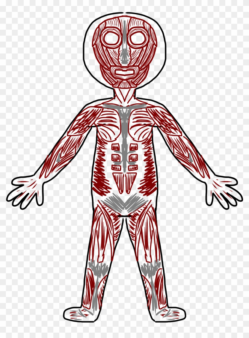 Anatomy Clipart Transparent - Body Systems Clipart #94747