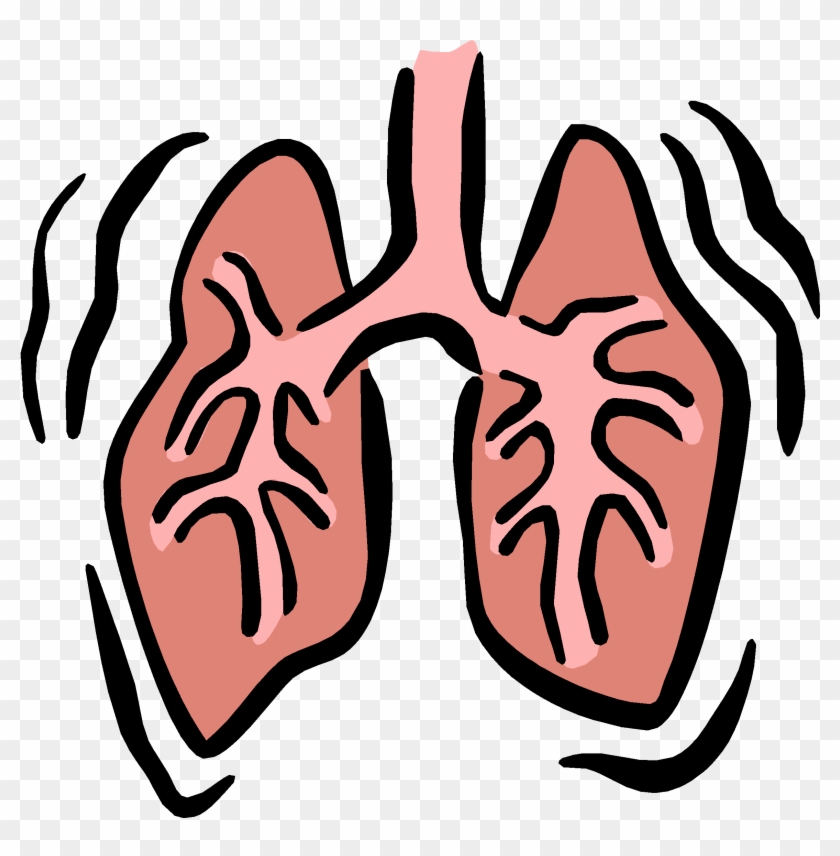 Small Lungs Cliparts - Respiratory System Clip Art #94772