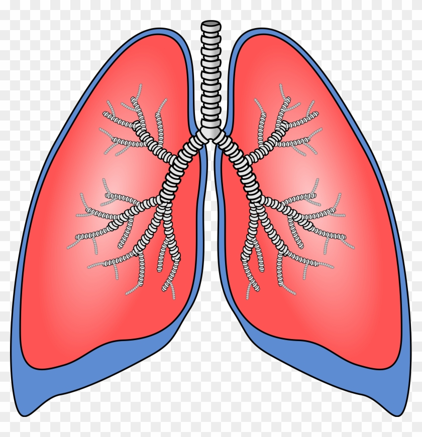 Clipart Lungs - - Lungs Clipart #94821