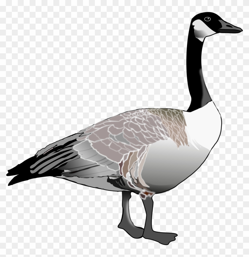 Top 79 Canada Clip Art - Canada Goose Clipart #95339