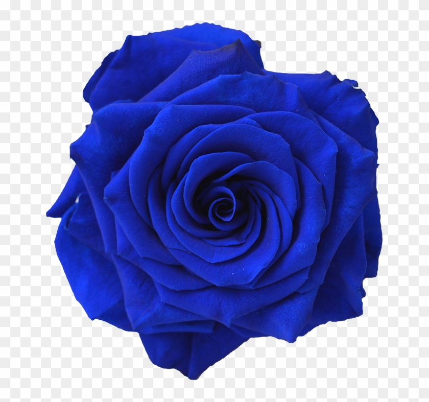 Blue Rose Flower Navy Blue Clip Art - Blue Rose Flower Navy Blue Clip Art #95490