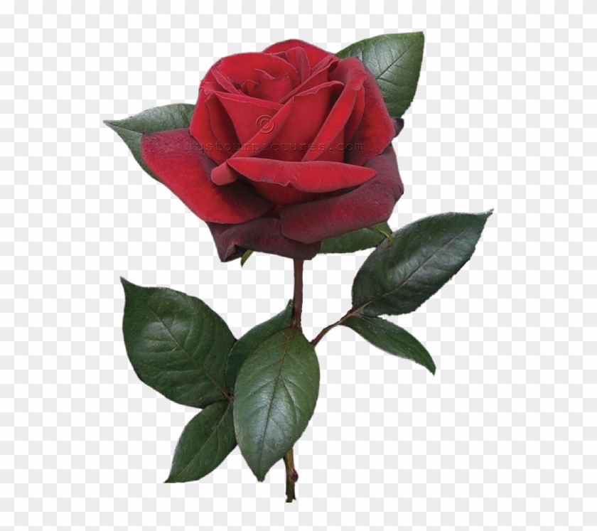 Red Rose Clipart Real - Red Rose With Stem #95506