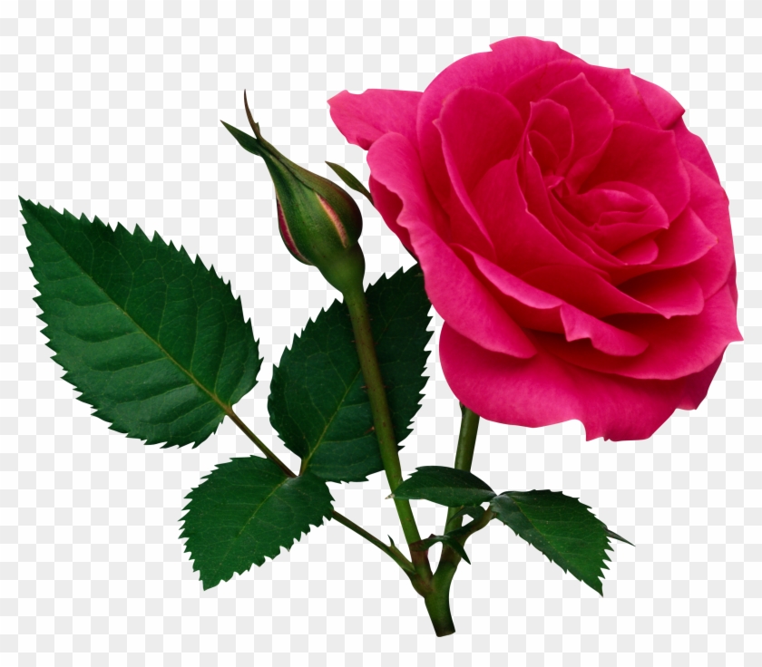 Pink Large Rose And Rose Bud Png Clipart - Rose Png File #95602