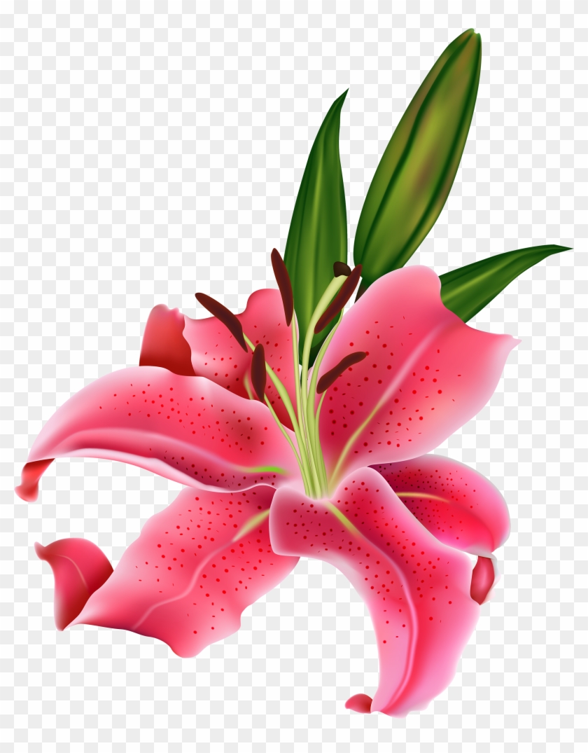 Lily Pink Flower Png Clipart - Pink Lily Png #95846
