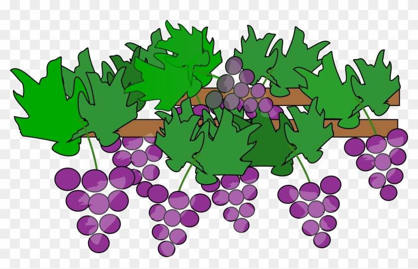 Clipart - Grape Vines Clipart #96728