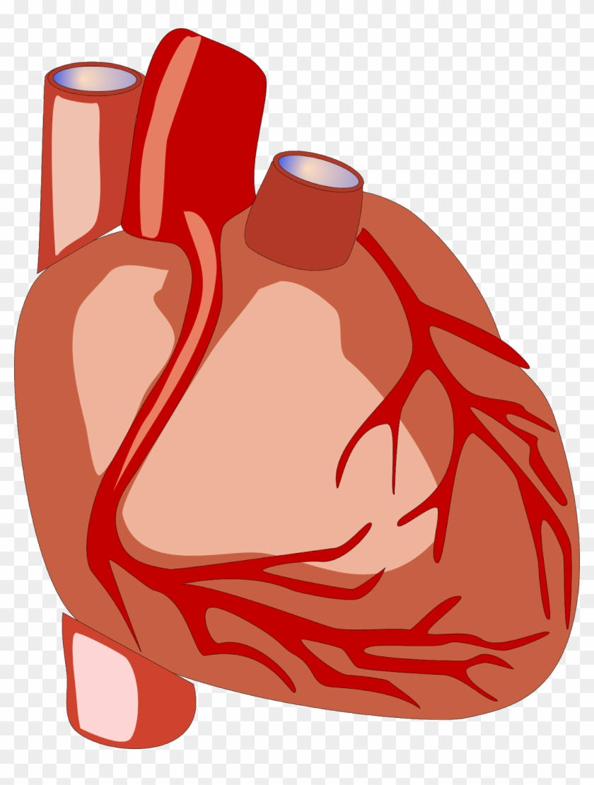 Congestive Cardiac Failure - Heart Human Clipart Gif #100014