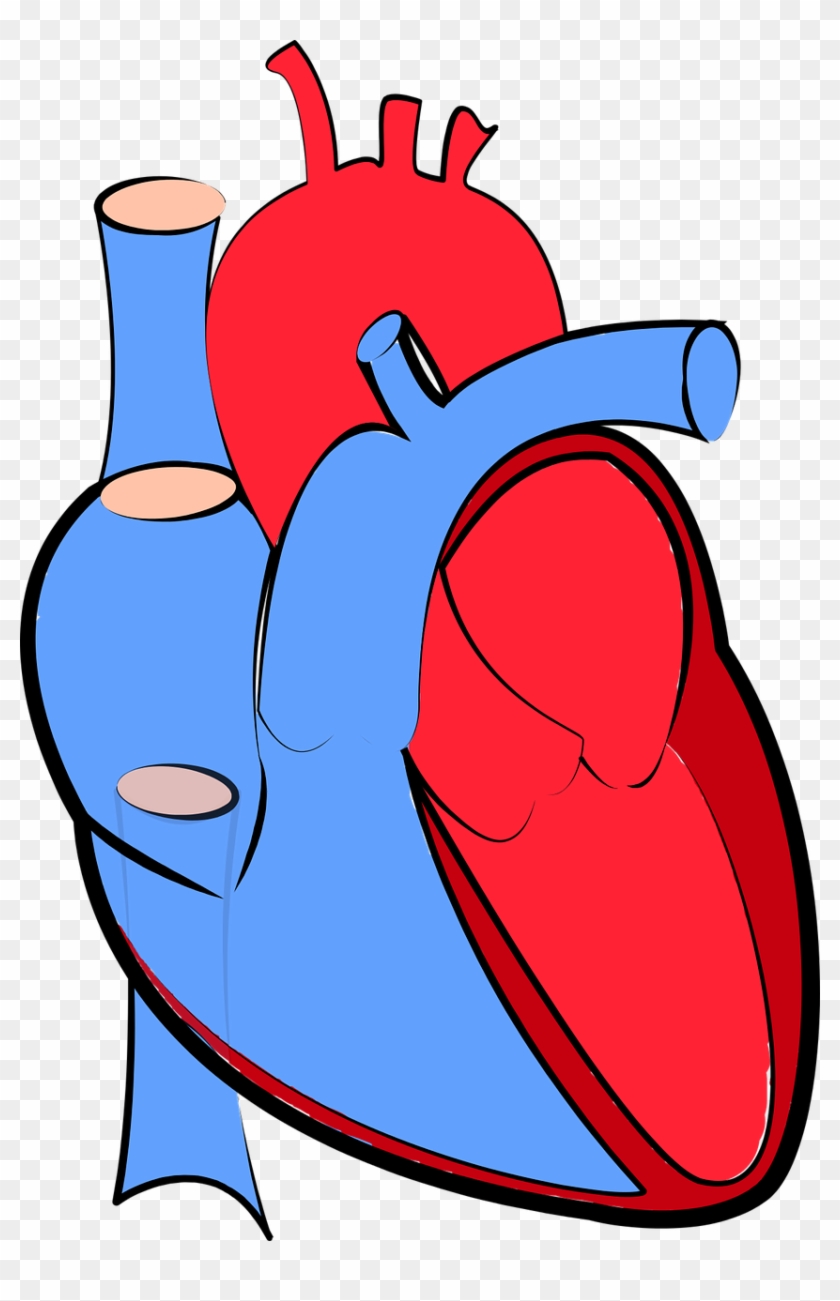 Human Heart Blood Flow Oxygenated And Deoxygenated - Human Heart Blue And Red #100052