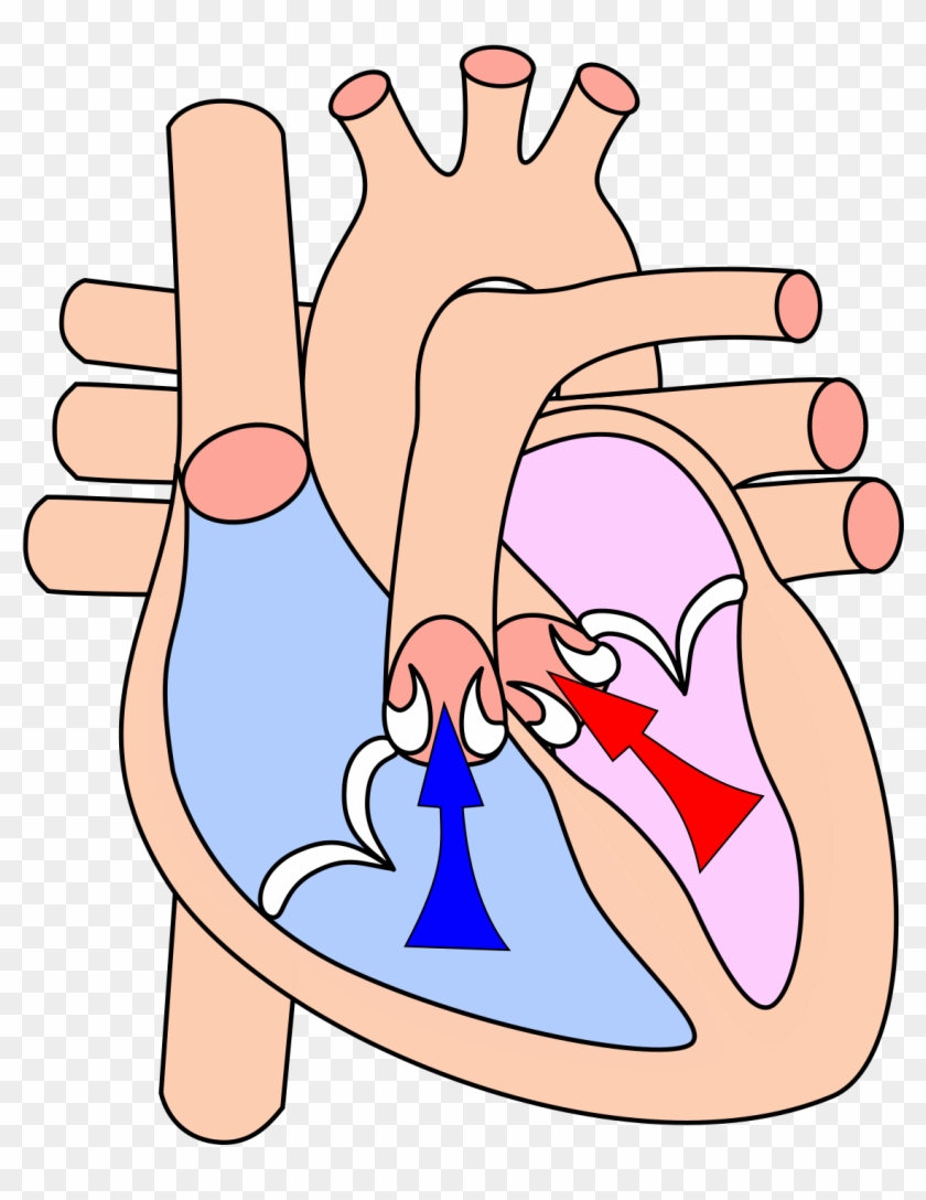 The Cardiac Cycle At The Point Of Beginning A Ventricular - Heart Systole #100086