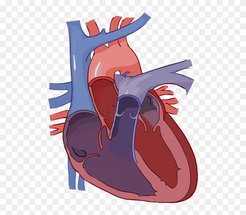 Heart Diagram Without Labels #100111