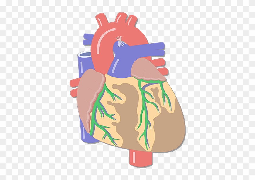 Coronary Arteries - Major Blood Vessels Of The Heart #100119