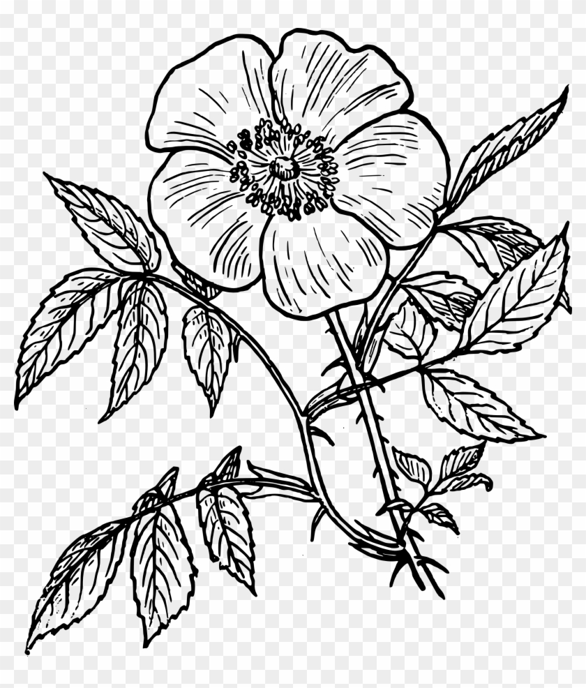 Rose Line Drawing - Day Of The Dead Flower Drawings #101942