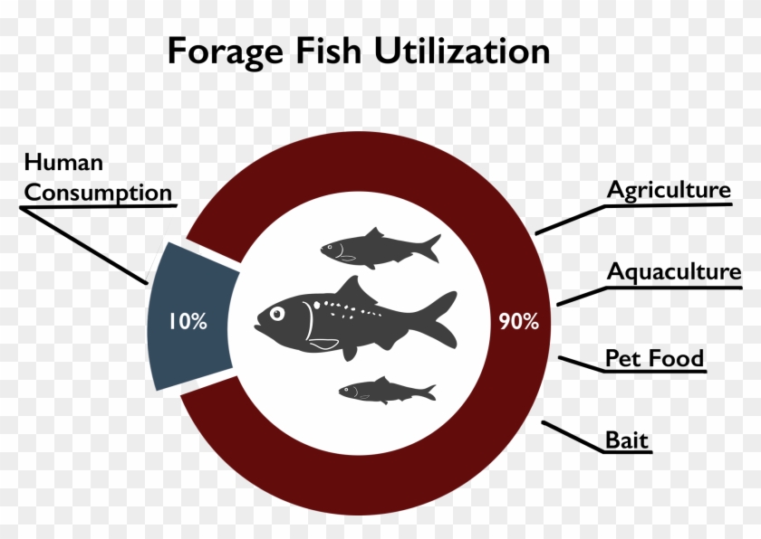 This Effectively Makes Forage Fish The Only Species - Graphic Design #545148
