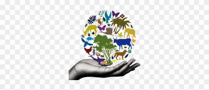 Animals And Humans Eat Fish - Conservation Of Biodiversity Poster #545182