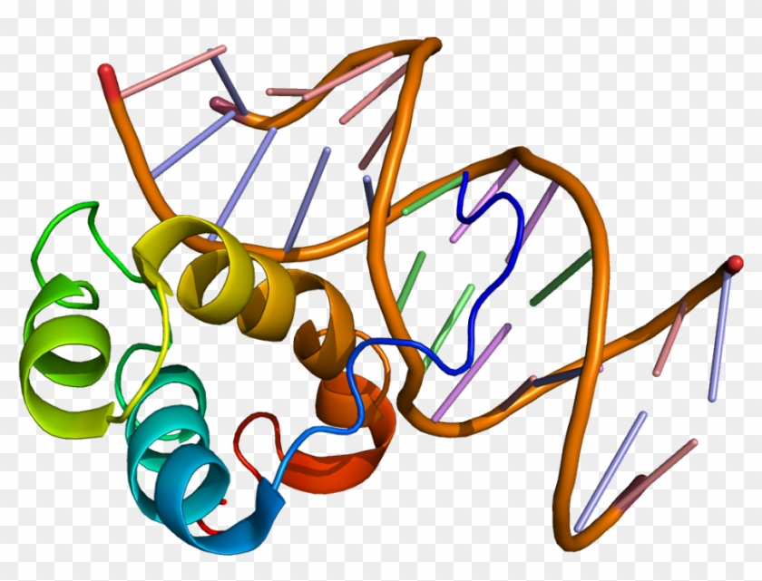 Pitx2 Transcription Factor #545569