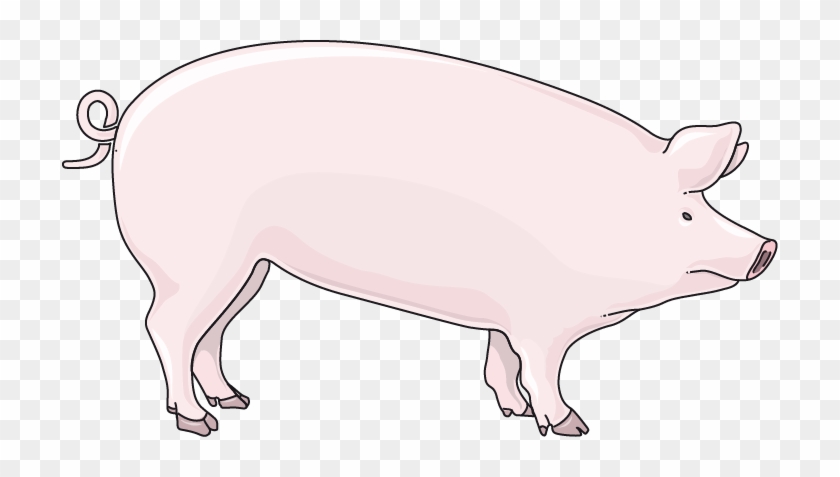 Pig - Cochon #545619