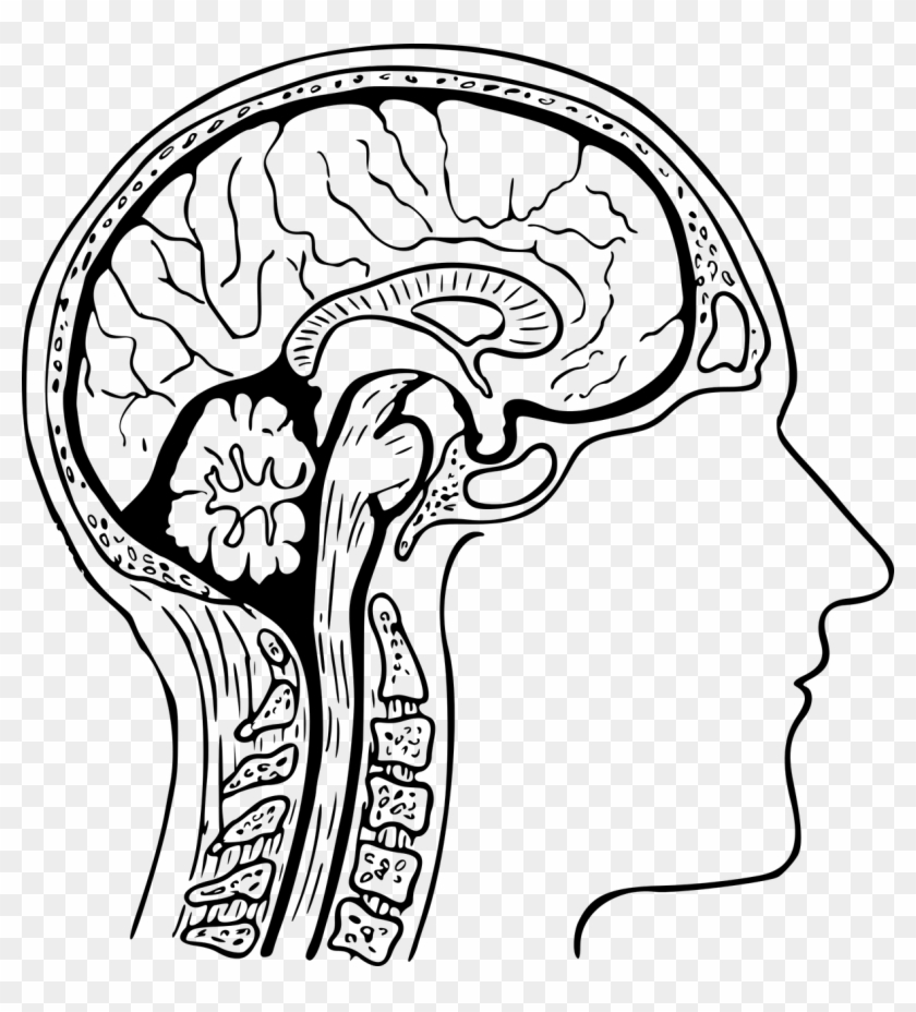 March Is Brain Injury Awareness Month - Brain Cross Section Drawing #545671