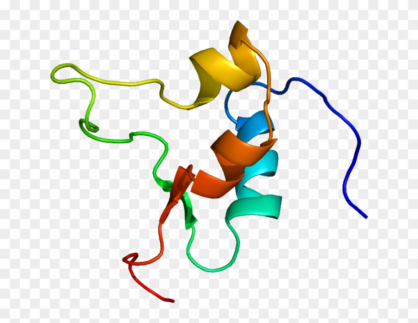 Insulin-like Growth Factor 2 #545744