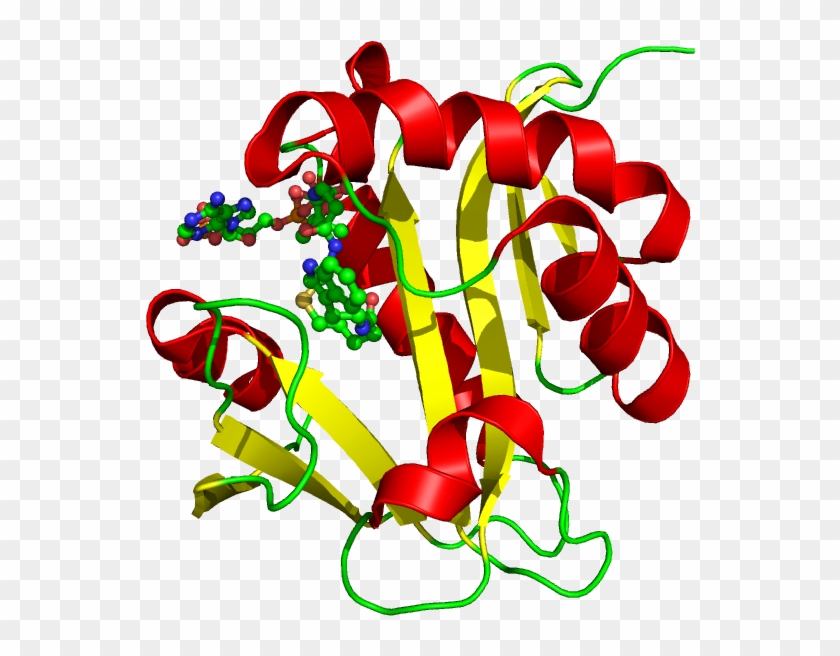 Arylalkylamine N Acetyltransferase #545840