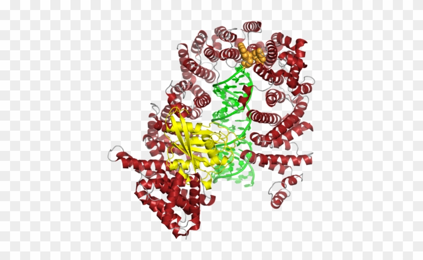 The Human Exportin 5 Protein In Complex With Ran Gtp - Illustration #545851