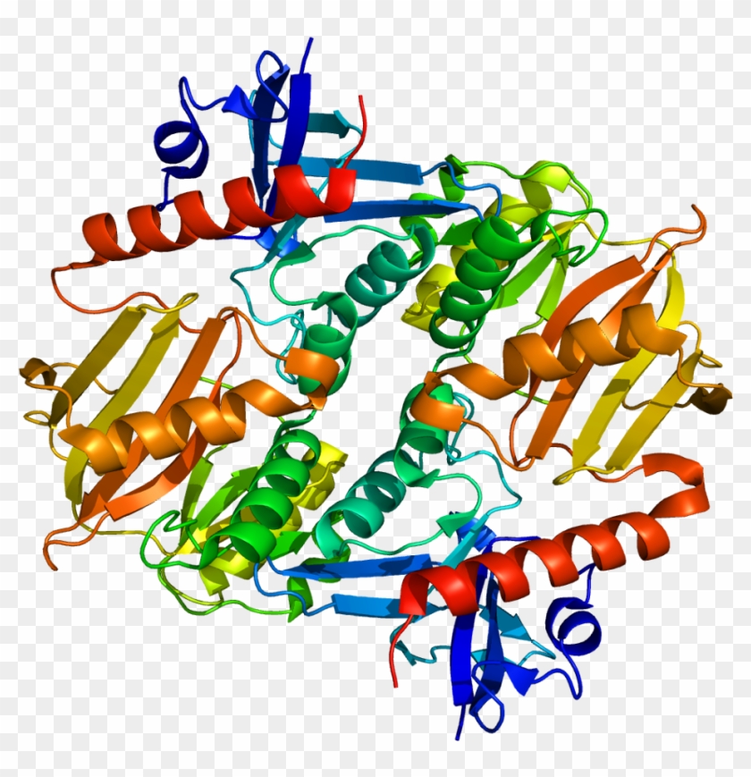 Synapsin Ii #545922