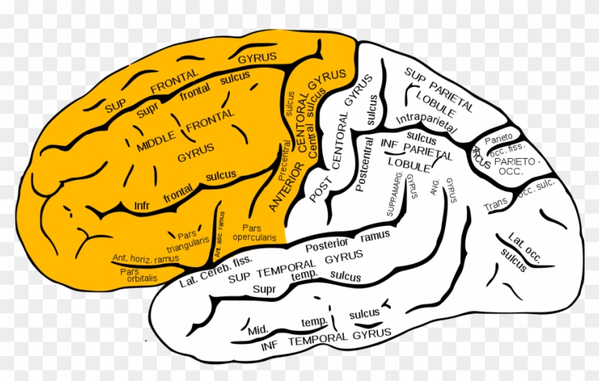 Lobe - Upload - Wikimedia - Org - Inferior Frontal Gyrus #545998