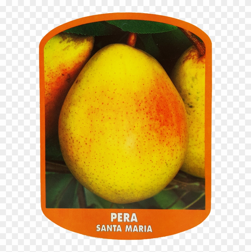 Pera Santa Maria - Asian Pear #546322