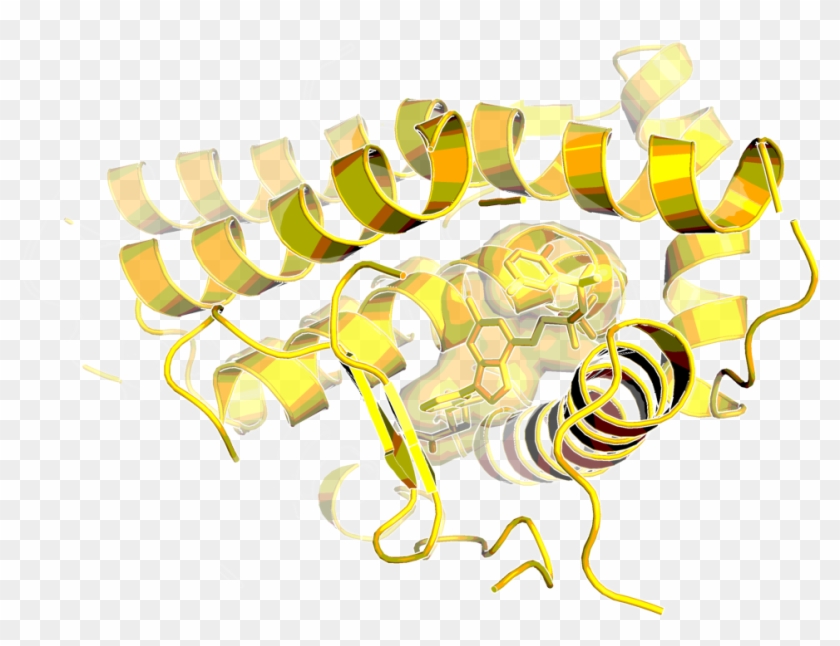 Human Glucocorticoid Receptor With Bound Agonist - Glucocorticoid Receptor #546629