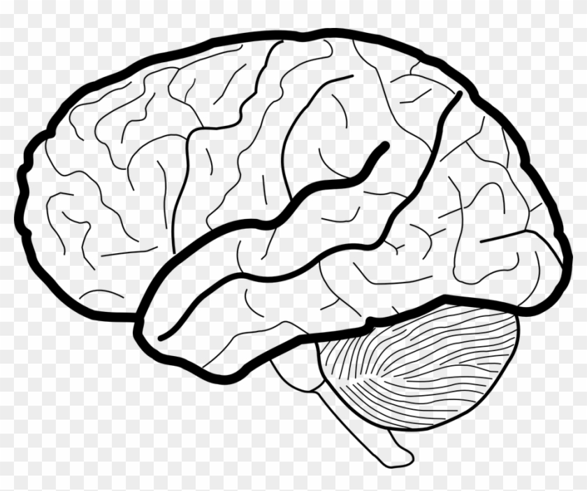 Human Brain White Matter Working Memory Clip Art - Brain Png Black And White #547298