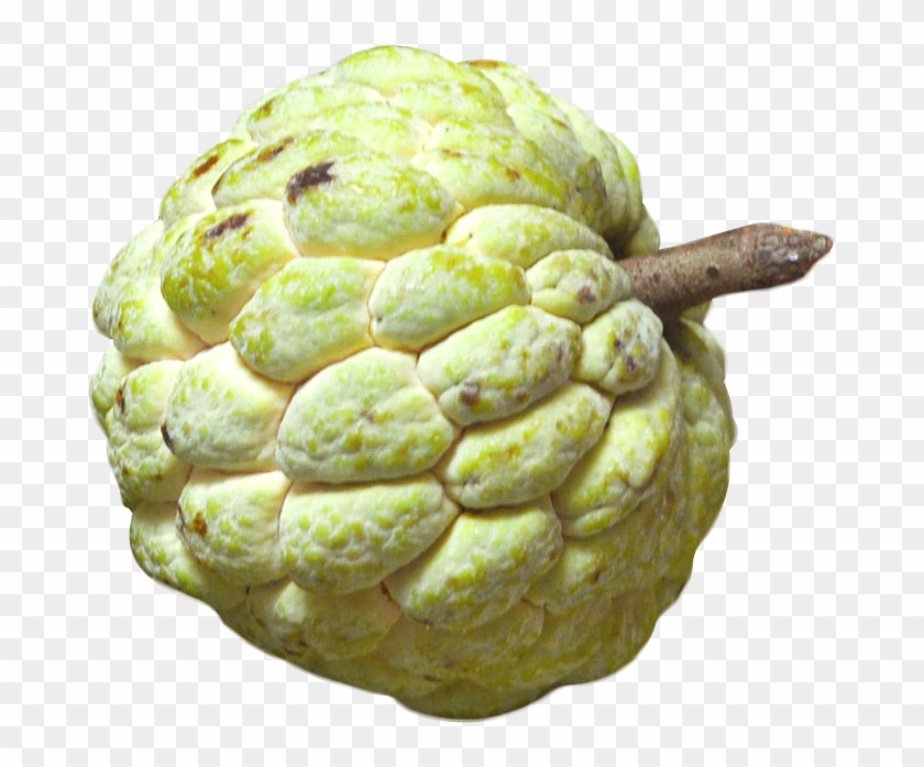 Sugar Apple Clipart Fruit - Custard Apple Png #548012