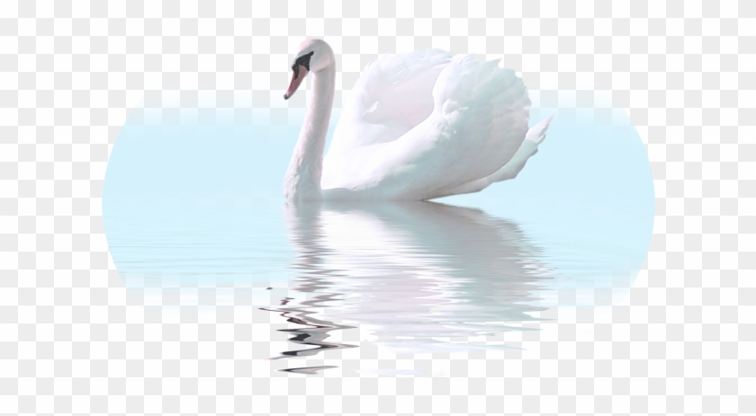 Cygnini Felidae Bird White Swan Clip Art - Cygnini Felidae Bird White Swan Clip Art #548786