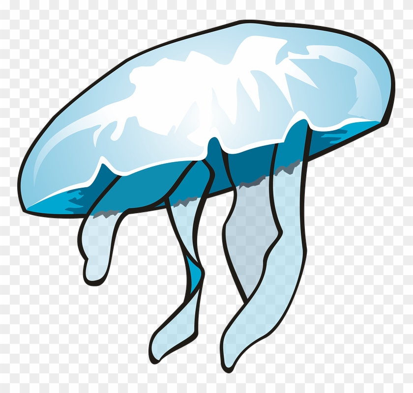 Jellyfish #550741