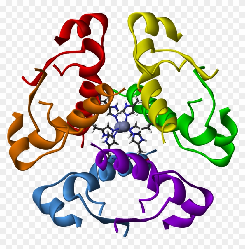 Cómo Se Conserva La Insulina - Insulin Hexamer #551549