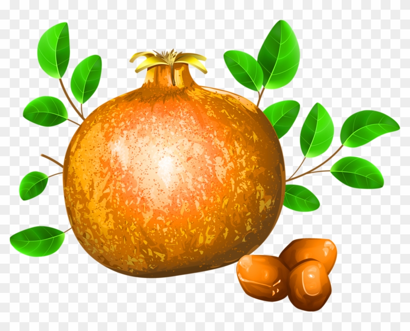 Pomegranate Fruit Drawing Illustration - Pomegranate Fruit Drawing Illustration #552594