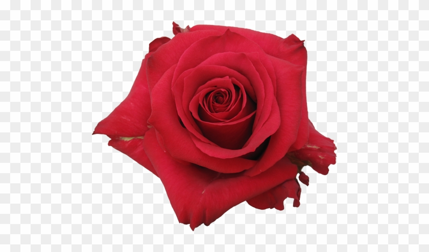 Rose Varieties - Rose #552728