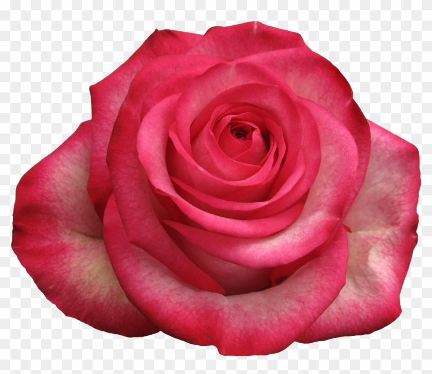 Rose Carousel - Floristry #552775