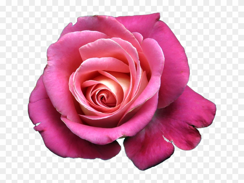 Rose Png 14, Buy Clip Art - Bunga Mawar Png #552781