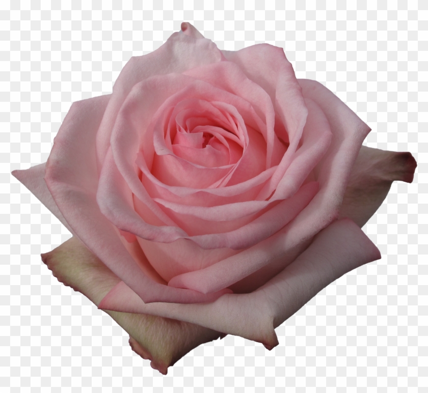 Rose Pink O'hara - O Hara Roses Png #552794