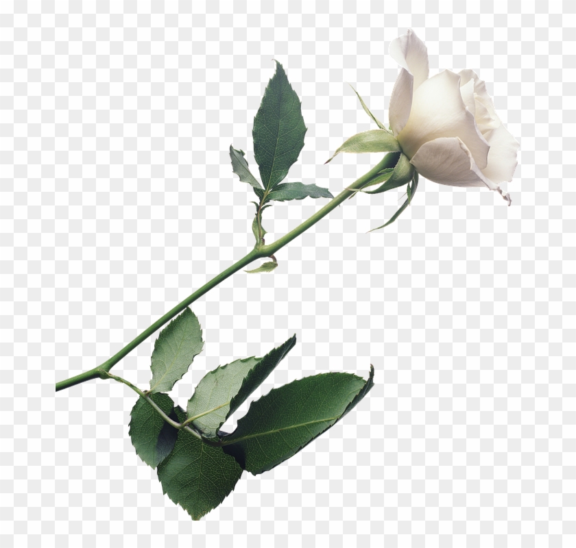 White Rose Png 25, - Johnny Mathis / Love Songs #552806