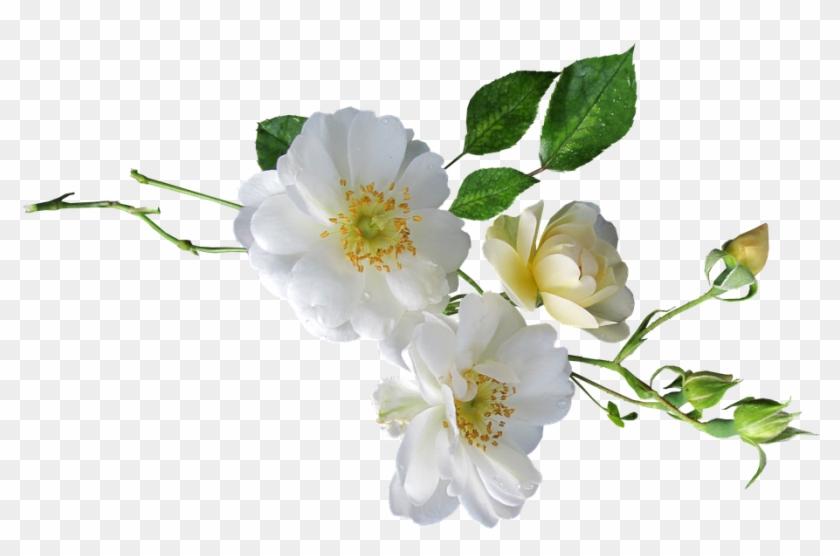 Rose, White, Single - Pixabay #552826