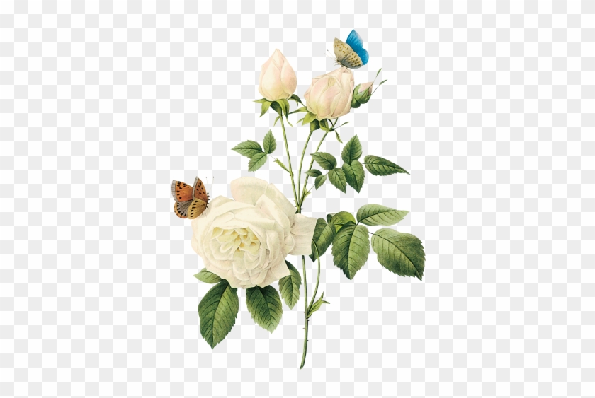 White Rose - White Rose Png #552827