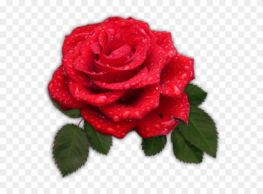 Rose, Red, Flower, Blossom, Bloom, Dew, Drip - Good Night Text Messages For Her #552839