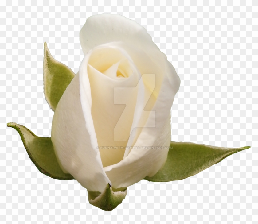 White Rose Png By Bunny With Camera - Hybrid Tea Rose #552842