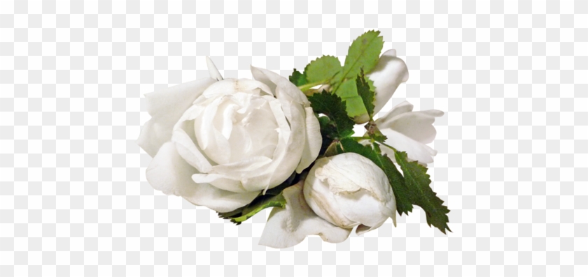 Renkli, Beyaz Güller, White Rose Png Pictures, Png - Белые Розы Пнг #552877