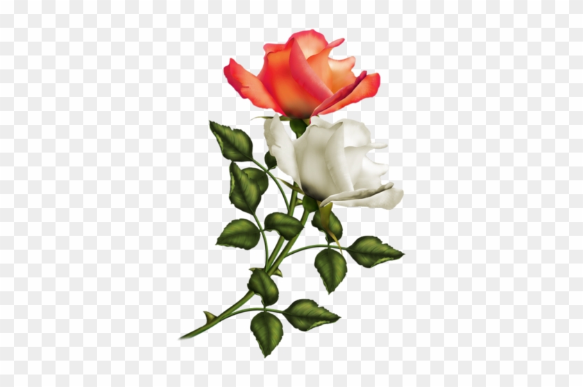 Renkli, Beyaz Güller, White Rose Png Pictures, Png - Romantische Rosen-karte 03 Grußkarte #552885