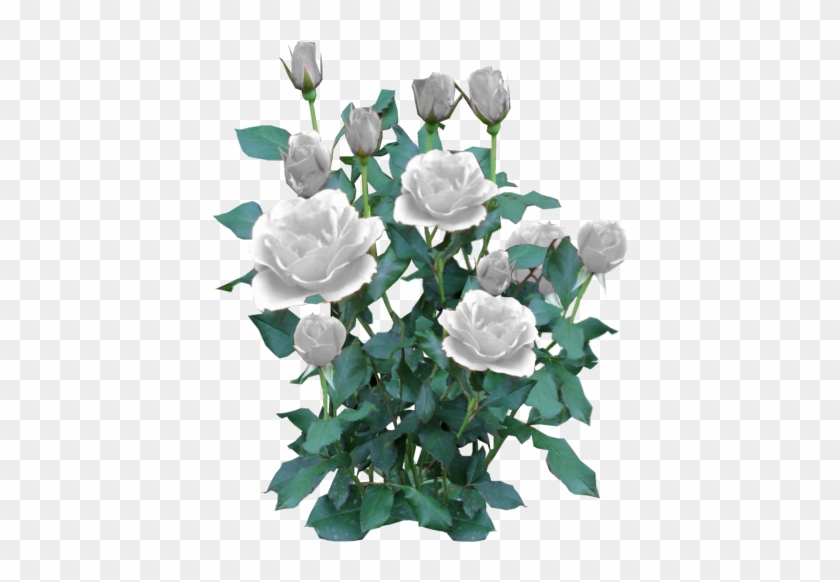 Rose Bush White - White Rose Bush Png #552886