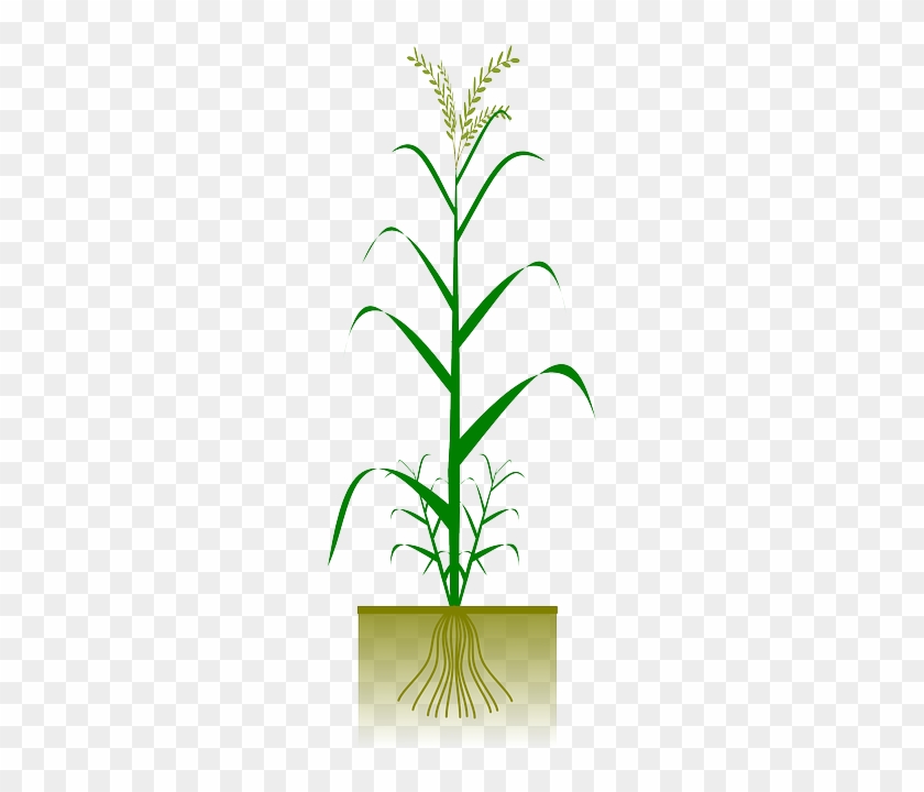 Barley, Spelt, Grain, Cereal, Crop, Biology - Planta Trigo Png #554036