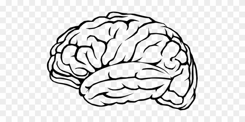 Brain, Mind, Thinking, A, I, Ai, Anatomy - Brain Line Art #554214